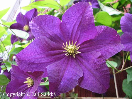Clematis Jackmannii-Ryhm� 'Viola'